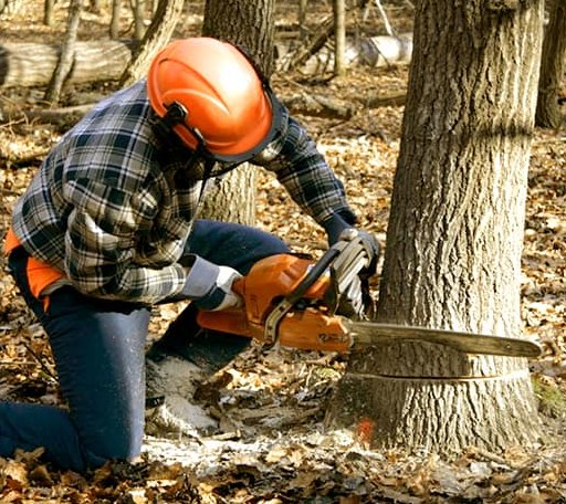 Tree Removal in Middle Island, NY